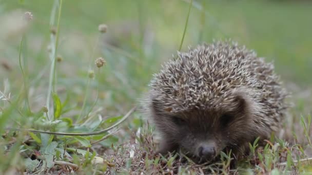 Kleine egel op de clearing kruipt onzeker — Stockvideo