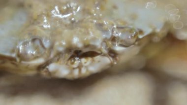 Yengeç ıslak kumsalda komik onun ağız makro açılır