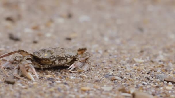 Krabbe am Strand geht ins Wasser — Stockvideo