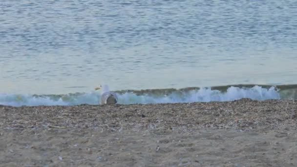 Un gabbiano sulla spiaggia sta cercando qualcosa — Video Stock