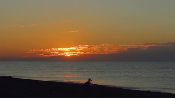 Zonsopgang boven de zee. Meeuw op de oever — Stockvideo