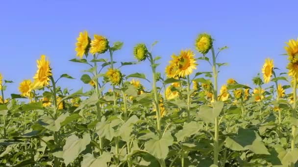 Campo de girasoles. Panorama de la plantación de cultivos agrícolas — Vídeos de Stock