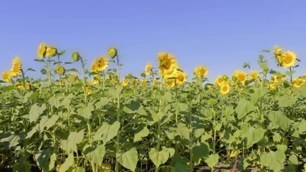 Veld met zonnebloemen. De achtergrond van de beweging voor de titel. Landbouwgewassen — Stockvideo