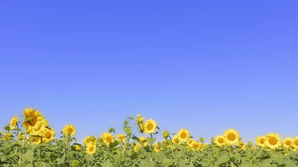 Veld met zonnebloemen. Statische achtergrond voor de titel. Landbouwgewassen — Stockvideo