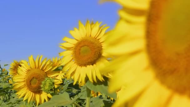 Defocusing tussen zonnebloemen. Landbouwgewassen — Stockvideo