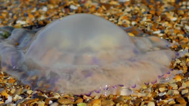 Выброшенная на берег медуза стала жертвой обстоятельств. — стоковое видео