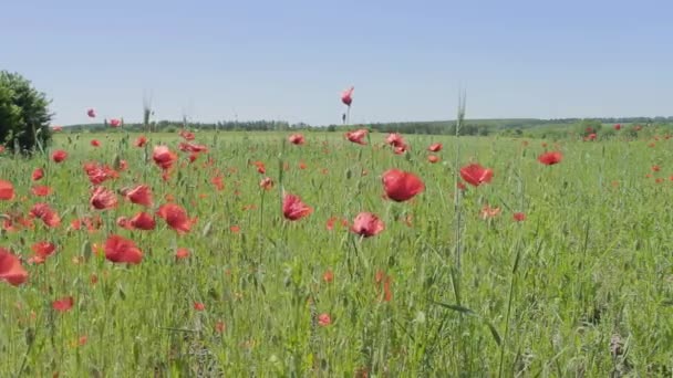 Le champ de pavot est loin derrière la ville — Video