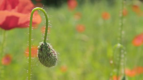 Mooie ongerijpte poppy bloem — Stockvideo