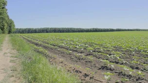 Panorama of the agricultural plants in the field — Stock Video