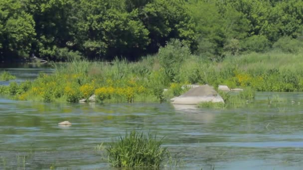 Zöld folyó és sziklák a vidéken — Stock videók