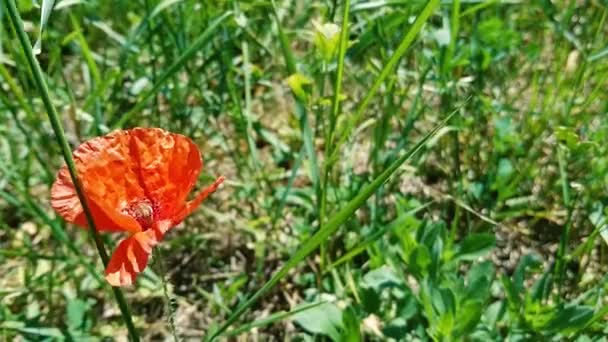 Schöne kleine rote Blume mit dem Gehalt an Betäubungsmitteln — Stockvideo