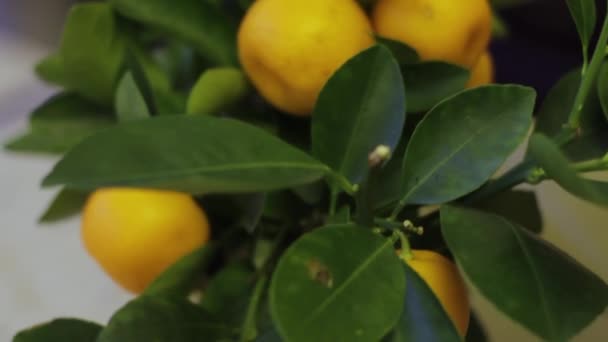 Árbol decorativo de mandarina con frutas — Vídeo de stock