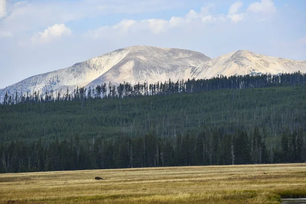 Bizon alan Yellowstone Milli Parkı'nda