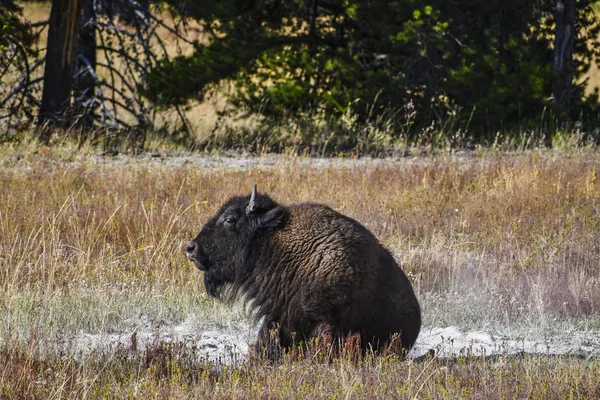 Bizon üzerinde Yellowstone Milli Parkı yer