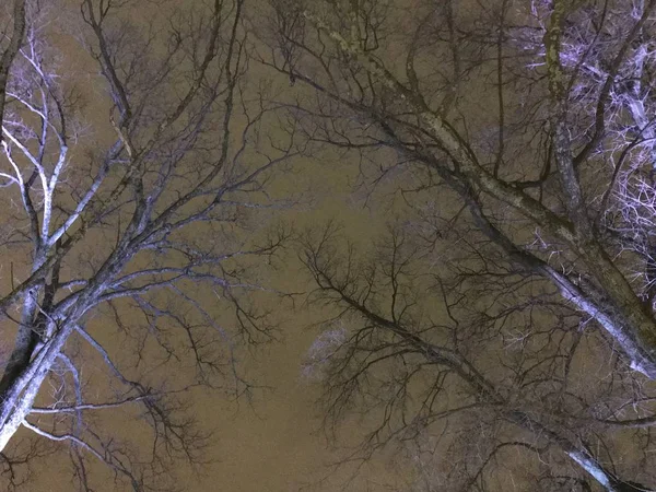Aufwärtsschuss Des Winterbaums Der Nacht — Stockfoto