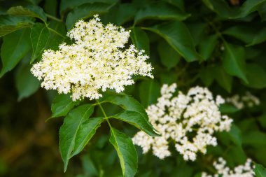 Mürver beyaz çiçek bir Bush bahar zaman yakın çekim.