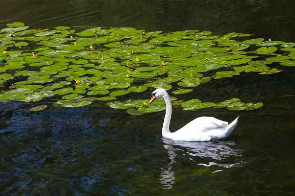 Cigno Galleggia Nel Fiume Pieno Ninfee Vukovar Croazia — Foto Stock