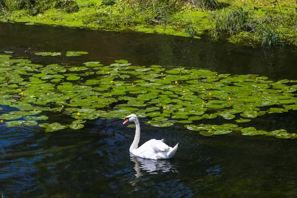 Cigno Galleggia Nel Fiume Pieno Ninfee Vukovar Croazia — Foto Stock