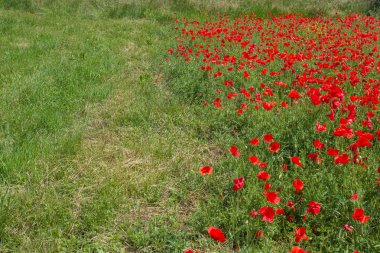 Bahar çayır çimen ile haşhaş alanının bir görünüm.
