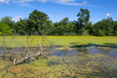 Green Nehri içinde çıplak dallı ağaç görünümü Hayır, Hırvatistan için yosun blooms Bosut kaplı.