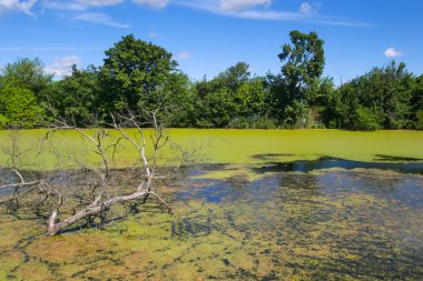A view of a bare branchy tree in the green river Bosut covered with algal blooms in Vinkovci, Croatia. clipart