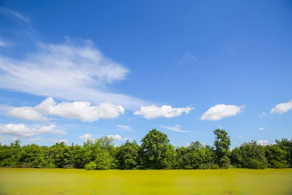 Pohled Green River Bosut Pokryté Přemnožení Řas Vinkovci Chorvatsko — Stock fotografie