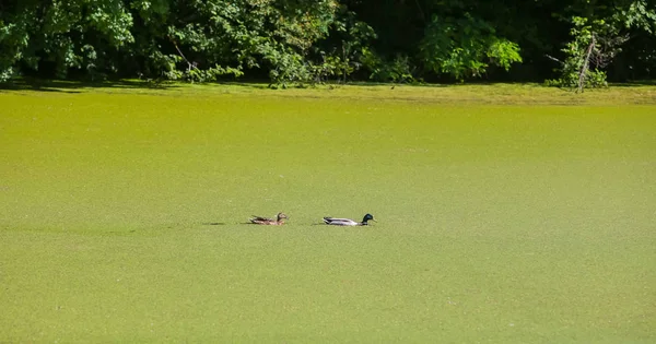 View Two Ducks Swimming Green River Bosut Covered Algal Blooms — Stock Photo, Image