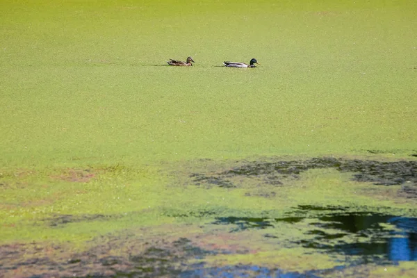 Zobrazení Dvou Kachny Plavání Řece Green Bosut Pokryté Přemnožení Řas — Stock fotografie