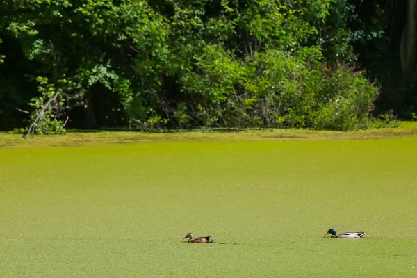 Zobrazení Dvou Kachny Plavání Řece Green Bosut Pokryté Přemnožení Řas — Stock fotografie