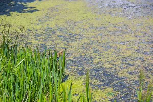 Příroda Detail Trávy Green River Bosut Pokryté Přemnožení Řas Vinkovci — Stock fotografie