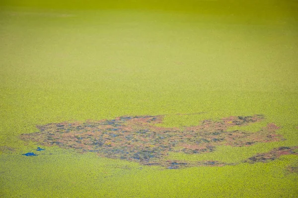 Příroda Detail Green River Bosut Pokryté Přemnožení Řas Vinkovci Chorvatsko — Stock fotografie