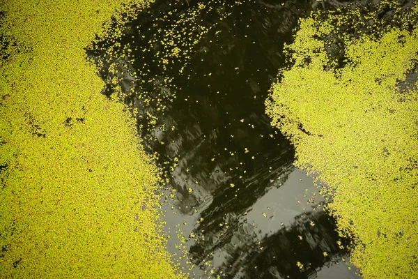 Dan yukarıda yosun blooms Hayır, Hırvatistan ile kaplı yeşil nehir Bosut doğa ayrıntı göster.