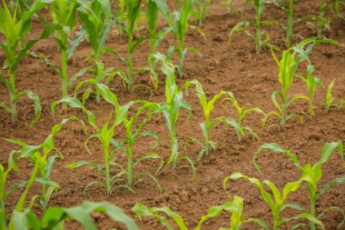 Bir genç Mısır alanının bir görünüm.