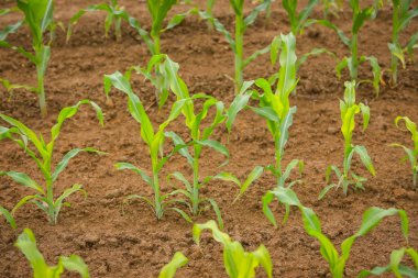 Bir genç Mısır alanının bir görünüm.