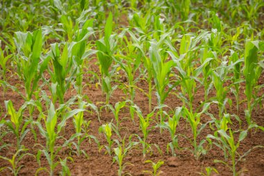 Bir genç Mısır alanının bir görünüm.