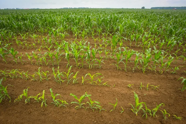 Una Vista Campo Maíz Joven — Foto de Stock