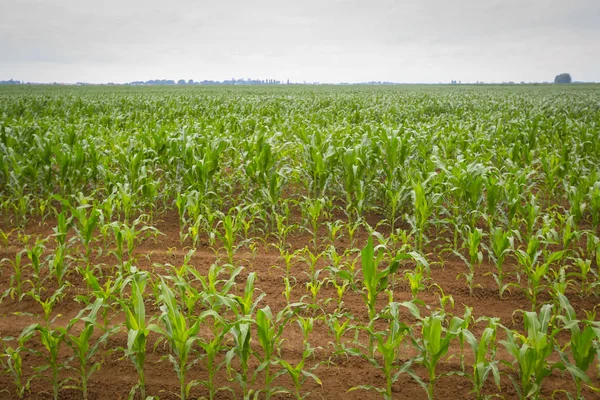 Una Vista Campo Maíz Joven — Foto de Stock