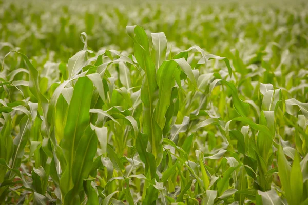 Haut Une Jeune Plante Maïs Sur Terrain — Photo