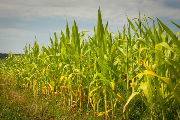 Una Vista Campo Maíz Joven — Foto de Stock