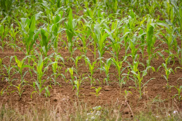 Bir genç Mısır alanının bir görünüm.