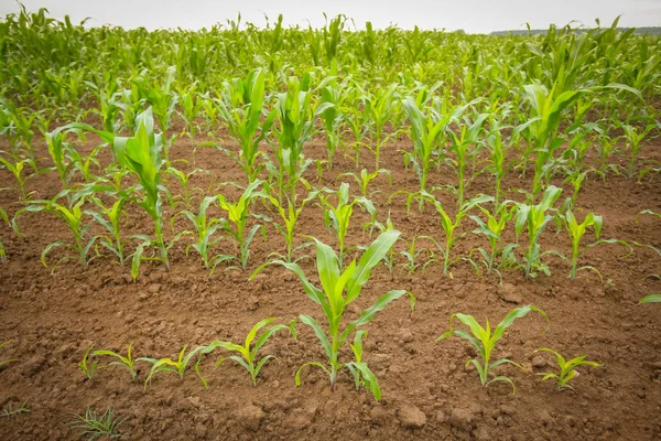 Una Vista Campo Maíz Joven — Foto de Stock