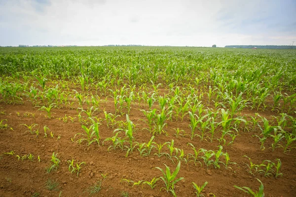 Una Vista Campo Maíz Joven — Foto de Stock