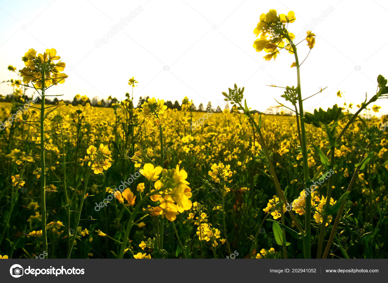 Fleurs Jaunes Colza Qui Poussent Sur Champ Cultivé Dans