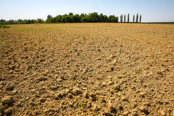 Campo Cultivado Campo — Foto de Stock