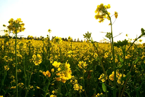 Yellow Flowers Rapeseed Growing Cultivated Field Countryside — Stock Photo, Image