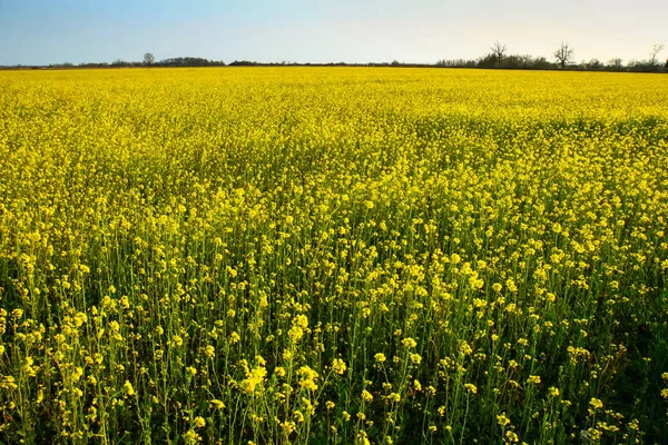 Cultivated Field Rapeseed Countryside — Stock Photo, Image