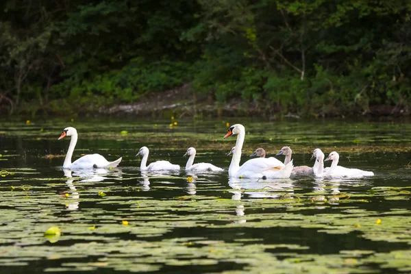 Close Swan Family Jarun Lake Zagreb Croatia — Stock Photo, Image