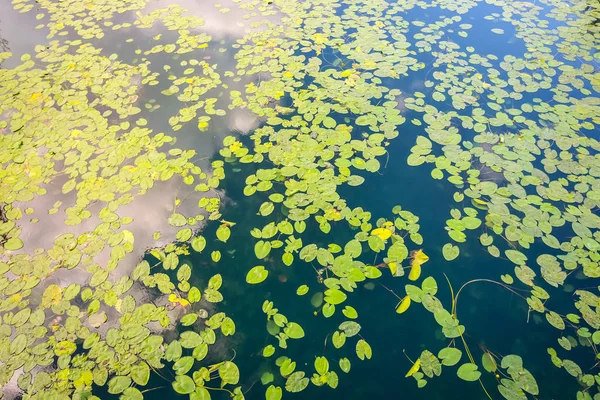 Поверхность Озера Покрыта Листвой Водяной Лилии Озеро Ярун Загреб — стоковое фото