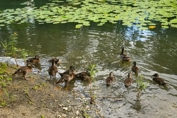 Close Van Wilde Eenden Familie Het Meer Jarun Zagreb Kroatië — Stockfoto