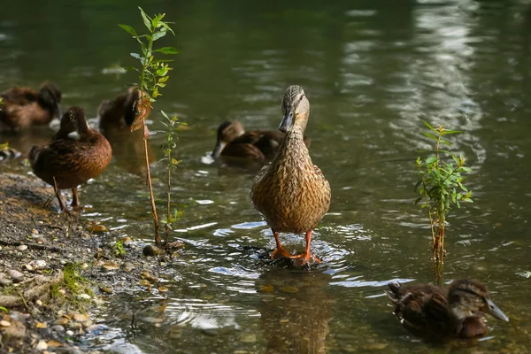 Närbild Änder Familj Jarunsjön Zagreb Kroatien — Stockfoto